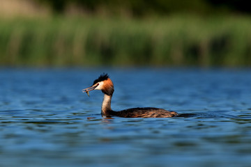 great crested grebe, podiceps cristatus, Czech republic