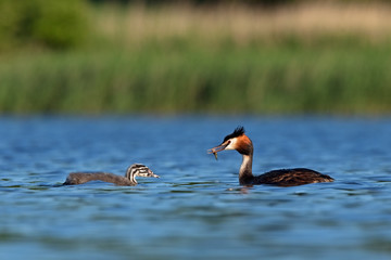 great crested grebe, podiceps cristatus, Czech republic