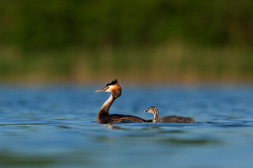 great crested grebe, podiceps cristatus, Czech republic