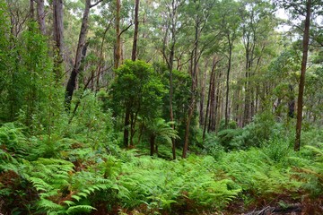 Obraz premium Forest scenery along 5km Lilly Pilly Gully Nature Walk in Wilsons Promontory National Park, Victoria, Australia.