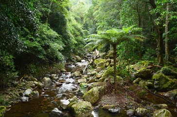 Landscape in Minnamurra rainforest near Kiama in New South Wales, Australia.