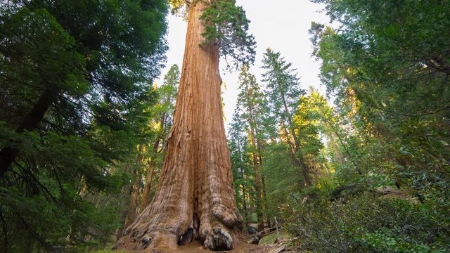 Timelapse of General Grant Tree at Dusk in Sequoia National Park -Pan Left-