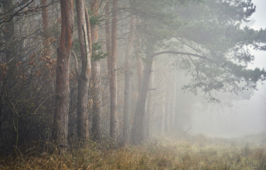 A woodland path lined with pine trees in the fog