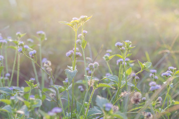 Forest meadow with wild grasses,Macro image with small depth of field,Blur background