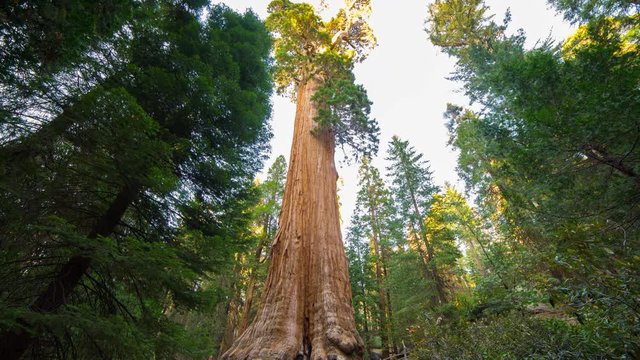 Timelapse of General Grant Tree at Dusk in Sequoia National Park 