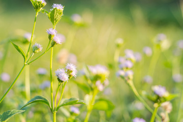 Forest meadow with wild grasses,Macro image with small depth of field,Blur background