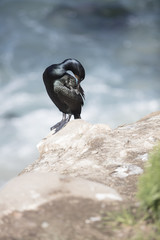 Black Cormorant Coastal Bird on A Cliff Edge In La Jolla, California