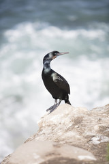 Black Cormorant Coastal Bird on A Cliff Edge In La Jolla, California