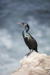 Black Cormorant Coastal Bird on A Cliff Edge In La Jolla, California