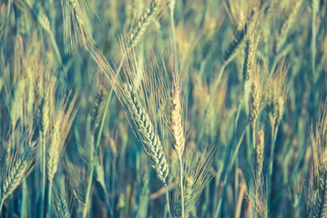 The rye crop (Secale cereale) on the field. Vintage processing style