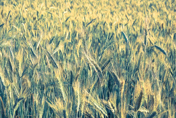 The rye crop (Secale cereale) on the field. Vintage processing style