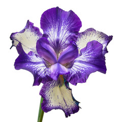 Blue flowers iris isolated on white background