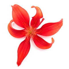 Red lily flower isolated on a white background. Flowers resembles a starfish