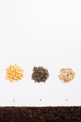 Planting seeds into the ground. Copy space
