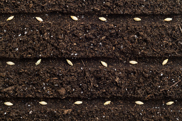 Planting seeds into the ground.
