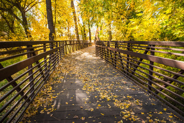 Bridge Through An Aspen Forest in Autumn