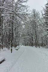 Winter Panorama with snow covered trees in South Park in city of Sofia, Bulgaria
