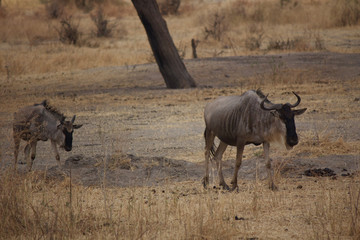 Two Wandering Wildebeest