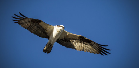Osprey on the hunt