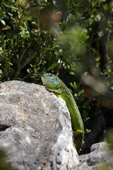 Lézard vert, Lacerta bilineata