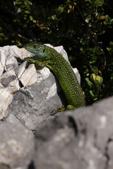 Lézard vert, Lacerta bilineata