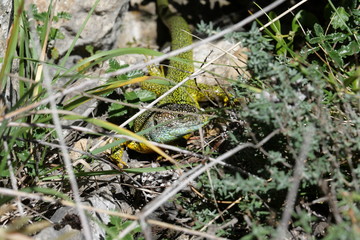 Lézard vert, Lacerta bilineata