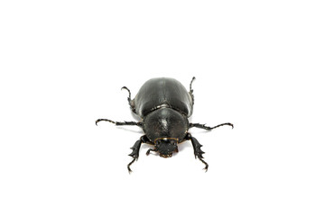 Rhinoceros beetle isolated on white background