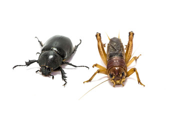 Dynastinae and  Gryllidae on a white background.