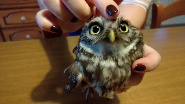 Rescued Owl