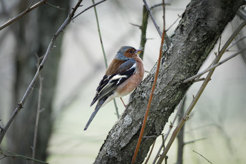 Un pinson en hiver sur une branche au bois de Boulogne Paris