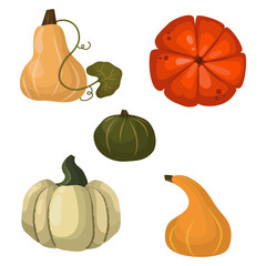 Fresh orange pumpkin vegetable isolated vector illustration.