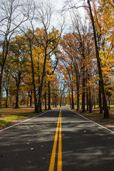 Fototapeta na wymiar A Road Through Autumn