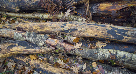 A stack of old wood logs in a pile