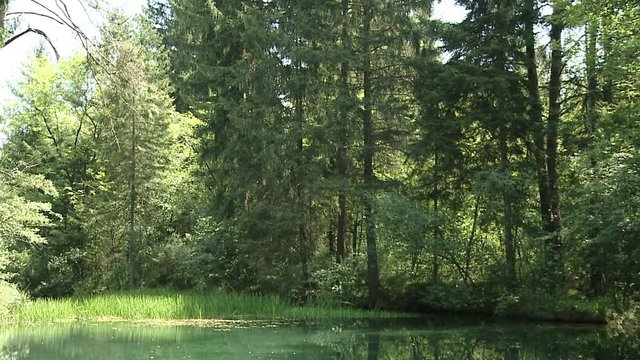 a nice little pond in a forest