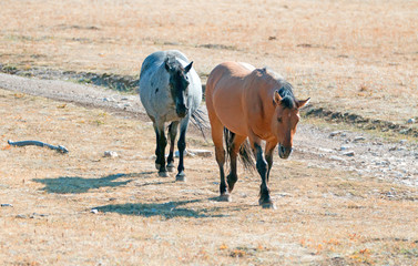 Wild Horse Dun Stallion and Blue Roan Mare on Tillett Ridge in the Pryor Mountains on the Montana Wyoming state line border USA