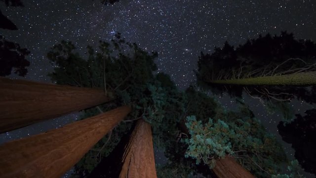 Astro Timelapse Low Angle of Night Sky over Giant Sequoia -Rotate Right-