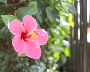 Beautiful hibiscus flower in the garden