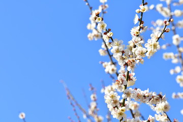 青空と梅の花