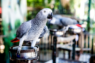 Parrot, lovely bird, animal and pet