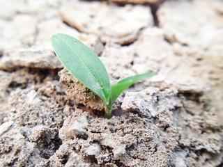 Grow plant