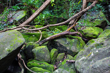 Moss grow on stone