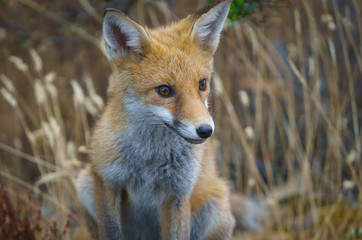 Fox