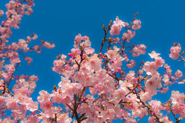 早咲の桜 河津桜 