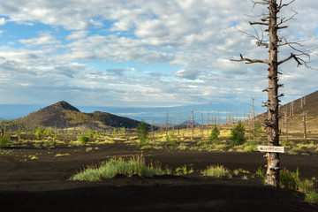 Dead wood - a consequence of a catastrophic release of ash during the eruption of the volcano in 1975 Tolbachik north breakthrough