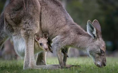 Fototapeten Känguru und Joey (im Beutel) © mark galer