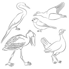  darter, shoebill, tit, common eider, bustard bird line vector illustration set 