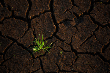Green grass growing up on crack dry land