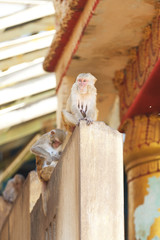 Monkeys sitting on a concrete wall 