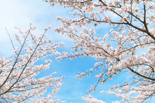 桜