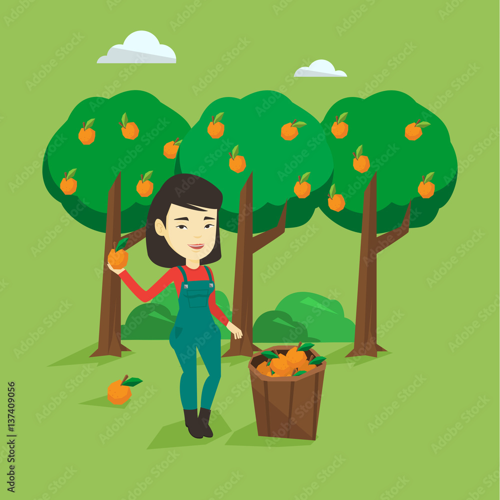 Wall mural farmer collecting oranges vector illustration.